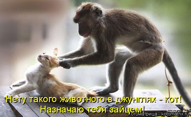 Котоматрица: Нету такого животного в джунглях - кот! Назначаю тебя зайцем!