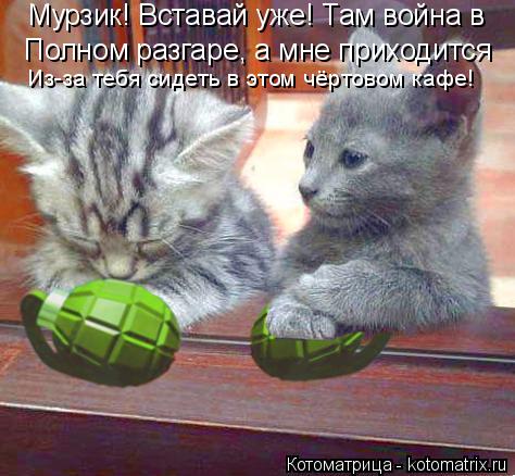 Котоматрица: Мурзик! Вставай уже! Там война в Полном разгаре, а мне приходится Из-за тебя сидеть в этом чёртовом кафе!