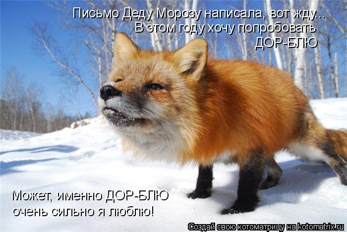 Котоматрица: Письмо Деду Морозу написала, вот жду... В этом году хочу попробовать ДОР-БЛЮ Может, именно ДОР-БЛЮ очень сильно я люблю!