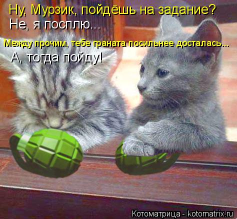 Котоматрица: Ну, Мурзик, пойдёшь на задание? Не, я посплю... Между прочим, тебе граната посильнее досталась... А, тогда пойду!