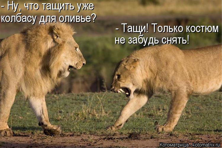 Котоматрица: - Ну, что тащить уже колбасу для оливье? - Тащи! Только костюм не забудь снять!
