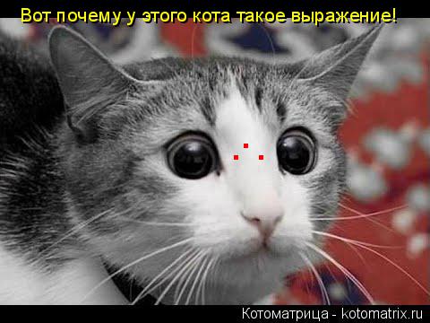 Котоматрица: . . . Вот почему у этого кота такое выражение!