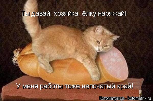 Котоматрица: Ты давай, хозяйка, ёлку наряжай! У меня работы тоже непочатый край!