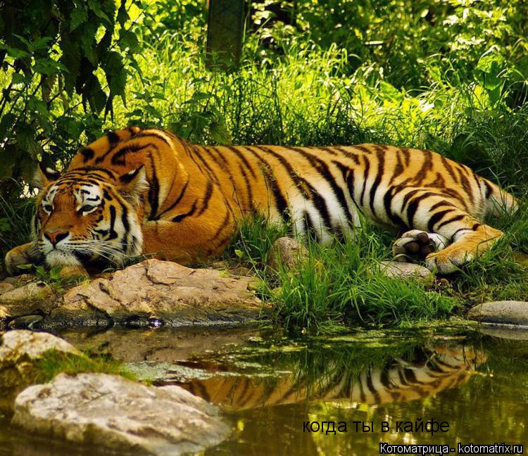 Котоматрица: когда ты в кайфе