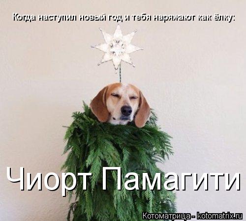 Котоматрица: Когда наступил новый год и тебя наряжают как ёлку: Чиорт Памагити
