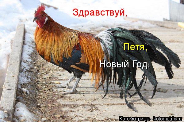 Здравствуй, Петя, Новый Год.... Котоматрица: Здравствуй, Петя, Новый Год.