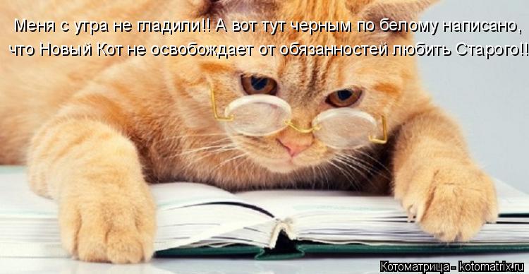 Котоматрица: Меня с утра не гладили!! А вот тут черным по белому написано,  что Новый Кот не освобождает от обязанностей любить Старого!!
