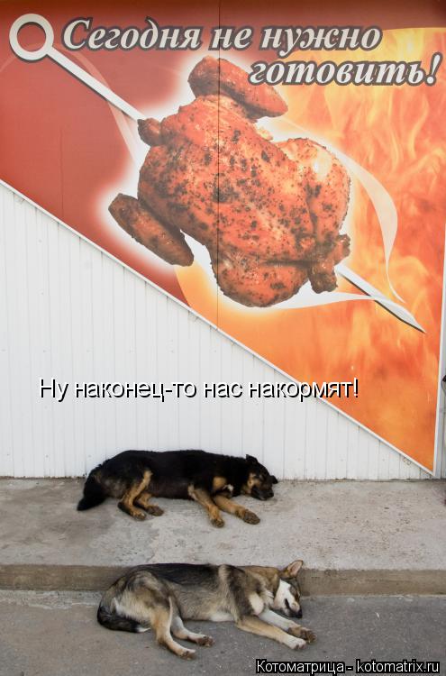 Котоматрица: Ну наконец-то нас накормят!