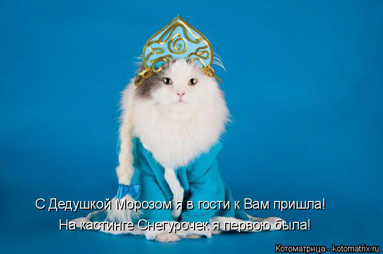 Котоматрица: На кастинге Снегурочек я первою была! С Дедушкой Морозом я в гости к Вам пришла!