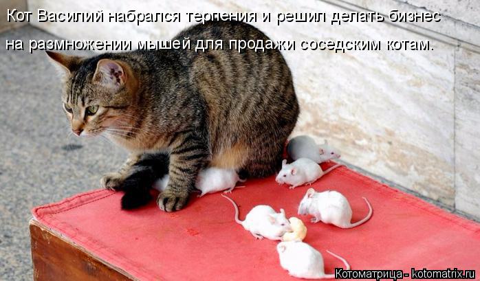 Котоматрица: Кот Василий набрался терпения и решил делать бизнес на размножении мышей для продажи соседским котам.