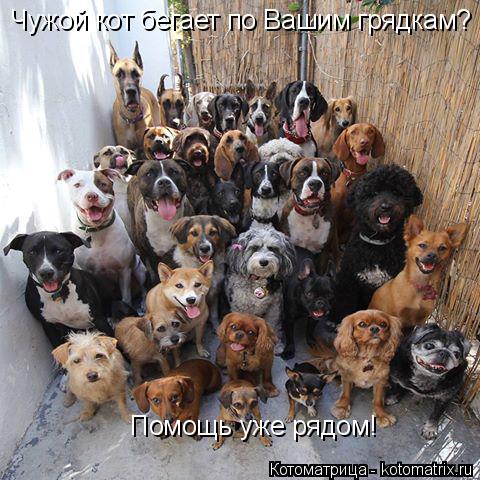 Котоматрица: Чужой кот бегает по Вашим грядкам? Помощь уже рядом!