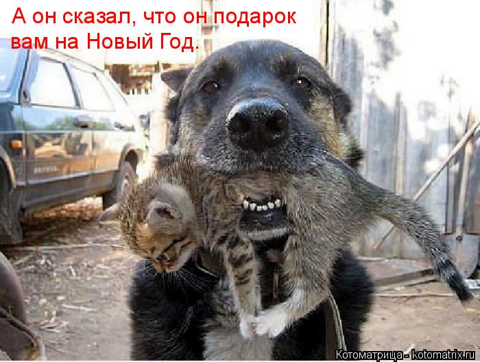 Котоматрица: А он сказал, что он подарок вам на Новый Год.