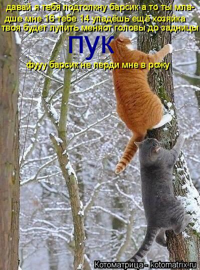 Котоматрица: давай я тебя подтолкну барсик а то ты мла- дше мне 16 тебе 14 упадёшь ещё хозяйка твоя будет лупить меняот головы до задницы пук фууу барсик не 