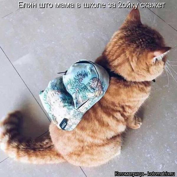 Котоматрица: Блин што мама в школе за 2ойку скажет