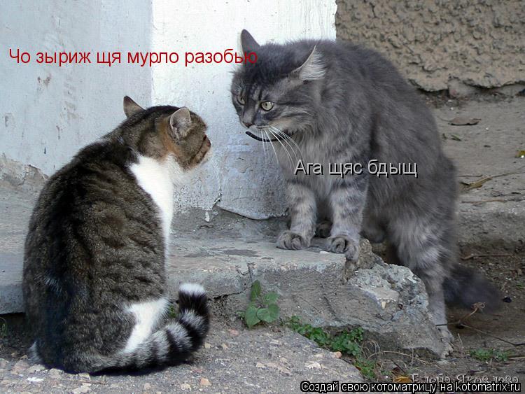Котоматрица: Чо зыриж щя мурло разобью Ага щяс бдыщ