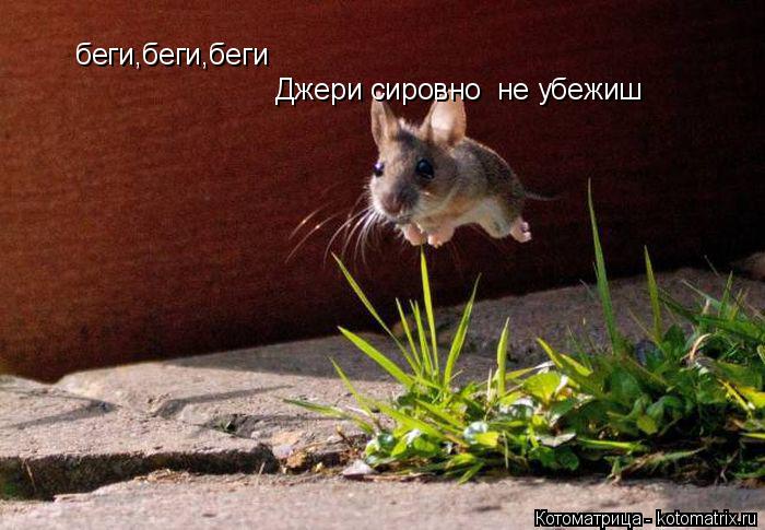 Котоматрица: беги,беги,беги  Джери сировно  не убежиш