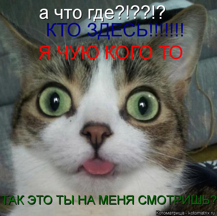 Котоматрица: а что где?!??!? КТО ЗДЕСЬ!!!!!!! Я ЧУЮ КОГО ТО ТАК ЭТО ТЫ НА МЕНЯ СМОТРИШЬ?!