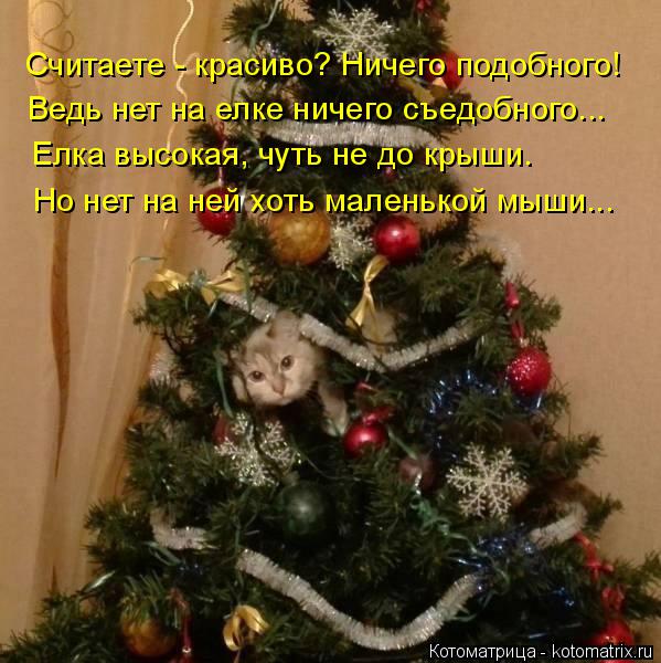 Котоматрица: Считаете - красиво? Ничего подобного! Ведь нет на елке ничего съедобного... Елка высокая, чуть не до крыши. Но нет на ней хоть маленькой мыши...