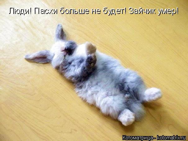 Люди! Пасхи больше не будет! Зайчик умер!... Котоматрица: Люди! Пасхи больше не будет! Зайчик умер!