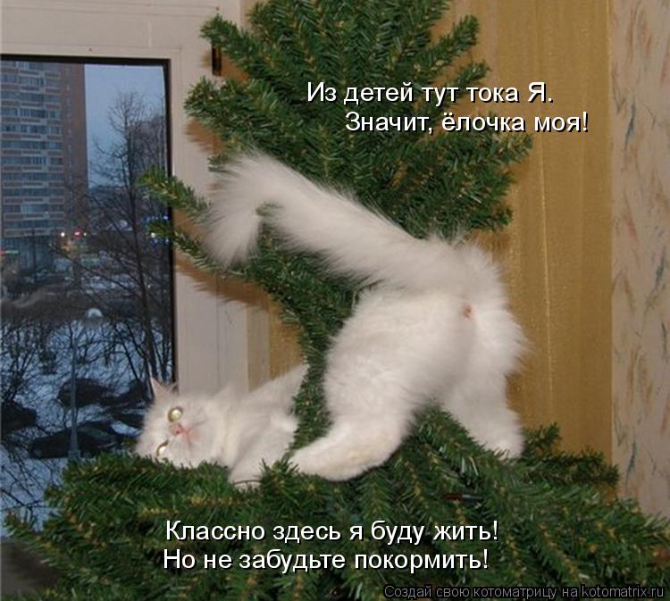 Котоматрица: Из детей тут тока Я. Значит, ёлочка моя!  Классно здесь я буду жить!  Но не забудьте покормить!