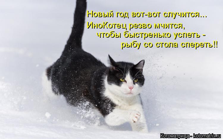 Котоматрица: Новый год вот-вот случится... ИноКотец резво мчится, чтобы быстренько успеть - рыбу со стола спереть!!