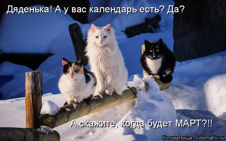 Котоматрица: Дяденька! А у вас календарь есть? Да? А скажите, когда будет МАРТ?!!