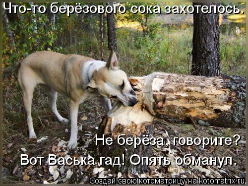 Котоматрица: Что-то берёзового сока захотелось. Не берёза, говорите? Вот Васька гад! Опять обманул.