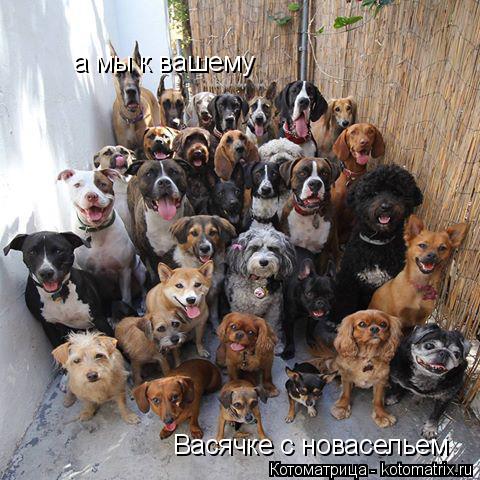 Котоматрица: а мы к вашему  Васячке с новасельем