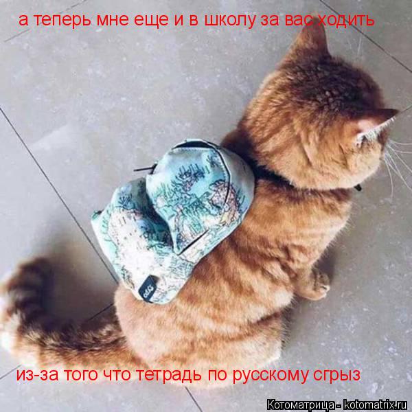 Котоматрица: а теперь мне еще и в школу за вас ходить из-за того что тетрадь по русскому сгрыз