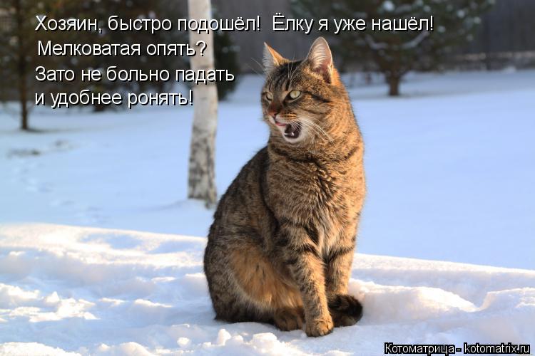 Котоматрица: Хозяин, быстро подошёл!  Ёлку я уже нашёл! Мелковатая опять? Зато не больно падать  и удобнее ронять!