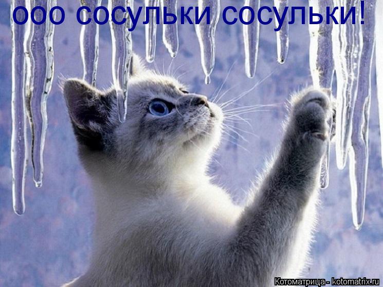 Котоматрица: ооо сосульки сосульки!