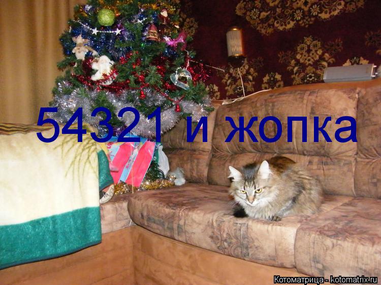 Котоматрица: 54321 и жопка