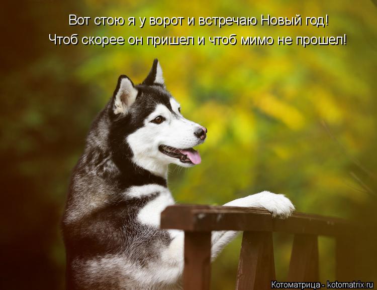 Котоматрица: Вот стою я у ворот и встречаю Новый год! Чтоб скорее он пришел и чтоб мимо не прошел!