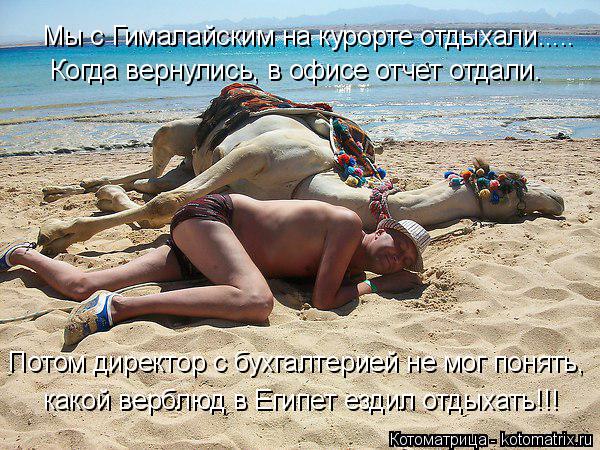 Котоматрица: Мы с Гималайским на курорте отдыхали..... Потом директор с бухгалтерией не мог понять, какой верблюд в Египет ездил отдыхать!!! Когда вернулис