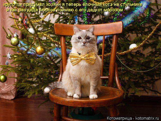 Котоматрица: круто ты придумал хозяин я теперь ёлочный котэ на стульчике и как раз деда мороза поймаю с его дедкот морозом