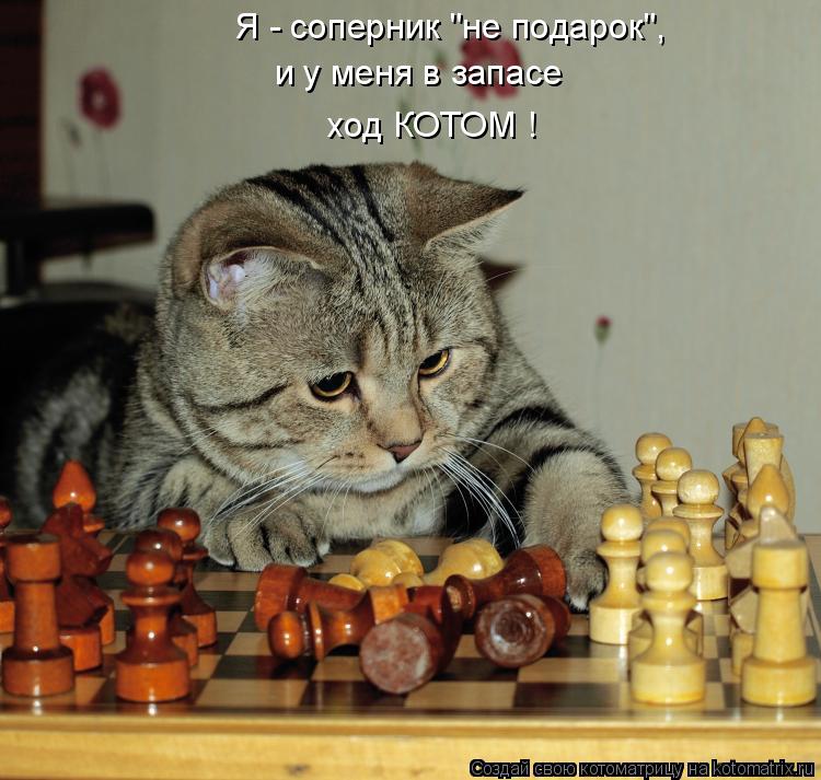 Котоматрица: Я - соперник "не подарок", и у меня в запасе  ход КОТОМ !