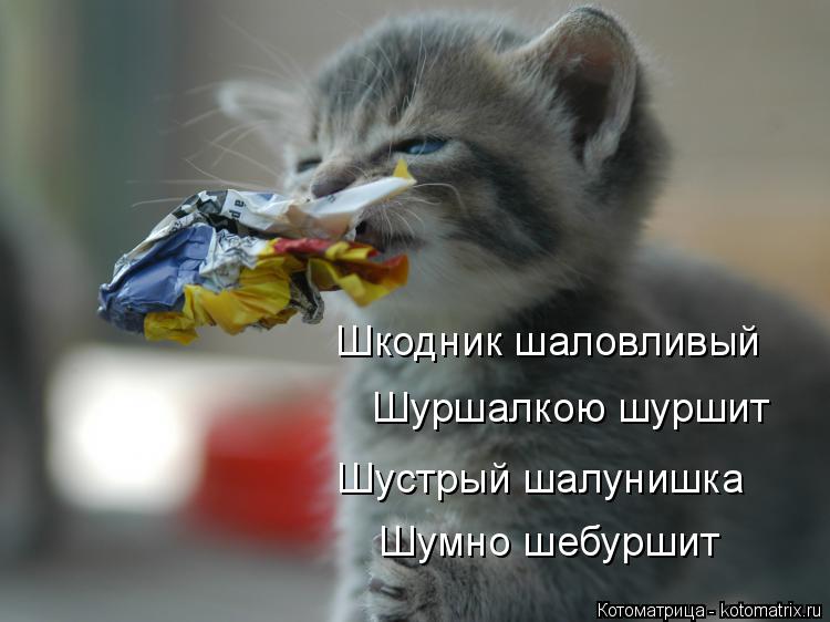 Котоматрица: Шкодник шаловливый Шуршалкою шуршит Шустрый шалунишка Шумно шебуршит