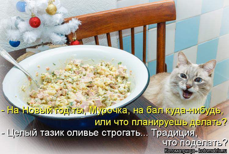 Котоматрица: - На Новый год ты, Мурочка, на бал куда-нибудь, или что планируешь делать? - Целый тазик оливье строгать... Традиция, что поделать?