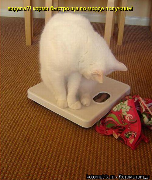 Котоматрица: видела?! корми быстро ща по морде получишь!