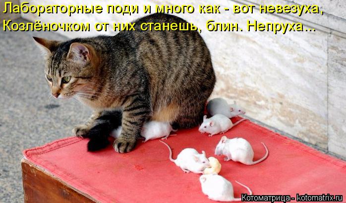Котоматрица: Лабораторные поди и много как - вот невезуха, Козлёночком от них станешь, блин. Непруха...