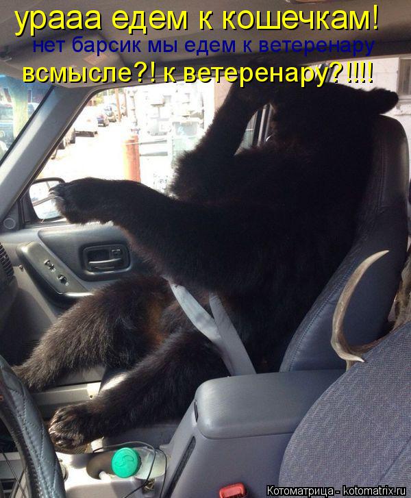 Котоматрица: урааа едем к кошечкам! нет барсик мы едем к ветеренару всмысле?! к ветеренару?!!!!