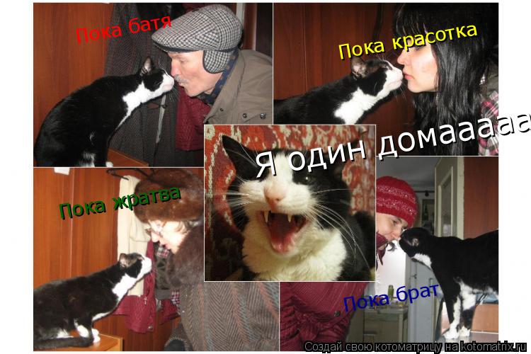 Котоматрица: Пока красотка Пока батя Пока жратва Пока брат Я один домааааа!