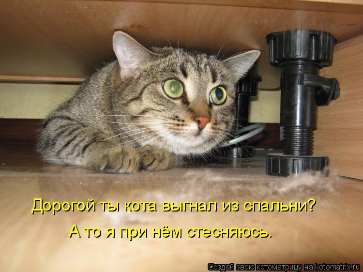 Котоматрица: Дорогой ты кота выгнал из спальни?  А то я при нём стесняюсь.