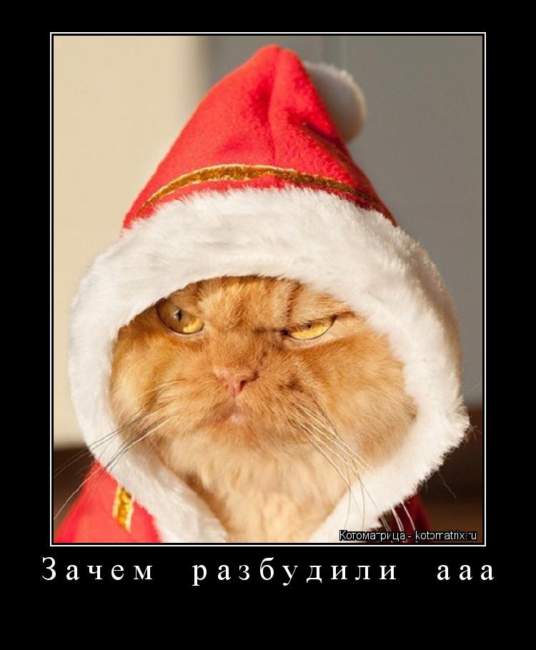 Зачем разбудили ааа ... Котоматрица: Зачем разбудили ааа
