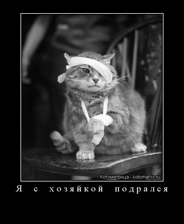 Я с хозяйкой подрался ... Котоматрица: Я с хозяйкой подрался