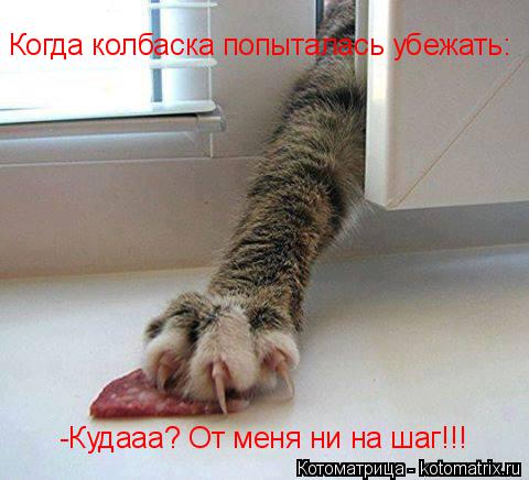 Когда колбаска попыталась Когда колбаска попыталась убежать: -Кудааа? От меня ни на шаг!!!... Котоматрица: Когда колбаска попыталась Когда колбаска попыталась убежать: -Кудааа? От меня ни на шаг!!!