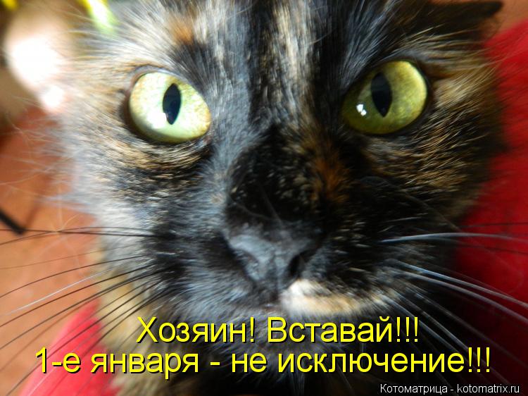 Котоматрица: Хозяин! Вставай!!! 1-е января - не исключение!!!