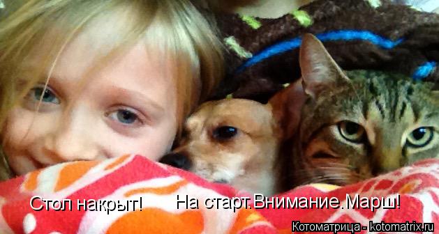 Стол накрыт! На старт.Внимание.Марш!... Котоматрица: Стол накрыт! На старт.Внимание.Марш!