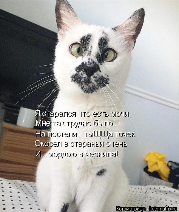 Я старался что есть мочи, Мне так трудно было... На постели - тыЩЩа точек, Окосел в стараньи очень И.... Котоматрица: Я старался что есть мочи, Мне так трудно было... На постели - тыЩЩа точек, Окосел в стараньи очень И...мордою в чернила!