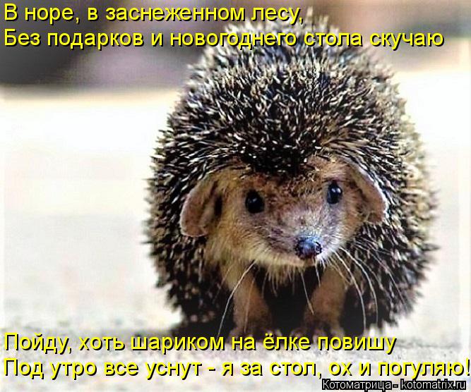 В норе, в заснеженном лесу, Без подарков и новогоднего стола скучаю Пойду, хоть шариком на ёлке повиш... Котоматрица: В норе, в заснеженном лесу, Без подарков и новогоднего стола скучаю Пойду, хоть шариком на ёлке повишу Под утро все уснут - я за стол, ох и пог